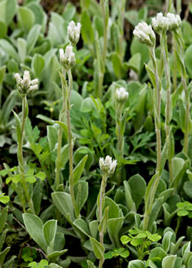 image of Antennaria neglecta, Field Pussytoes
