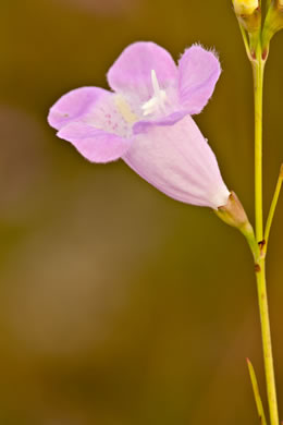 Agalinis purpurea, Purple Gerardia, Common Agalinis, Purple False Foxglove