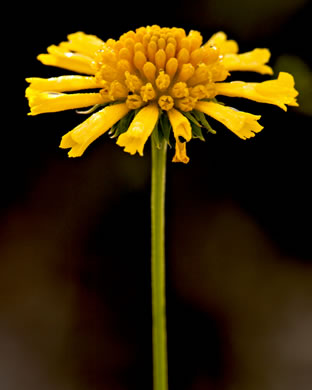 image of Balduina angustifolia, Sandhill Honeycomb-head, Sandhill Balduina