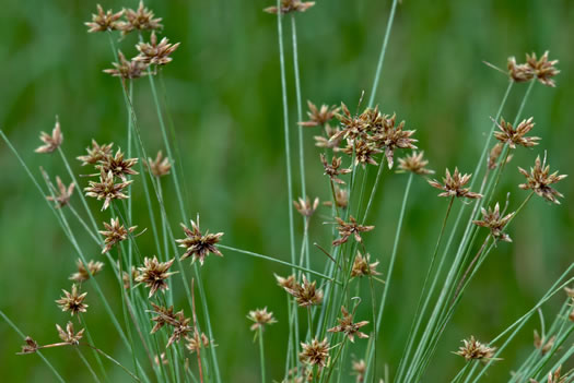 spikelet