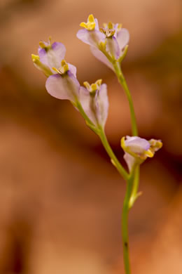 image of Burmannia biflora, Violet Burmannia, Blue Burmannia, Northern Bluethread