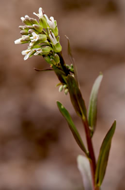 image of Borodinia missouriensis, Missouri Rockcress