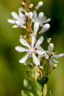 image of Bejaria racemosa, Tarflower, Flycatcher