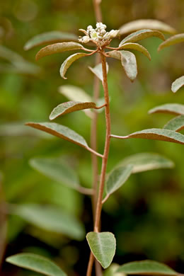 image of Croton argyranthemus, Silver Croton, Sandhill Croton, Healing Croton