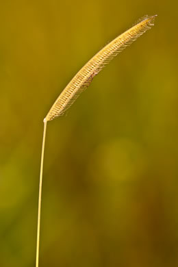 image of Ctenium aromaticum, Toothache Grass, Orange Grass