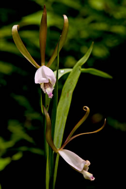 image of Cleistesiopsis bifaria, Appalachian Small Spreading Pogonia, Smaller Rosebud Orchid, Upland Spreading Pogonia