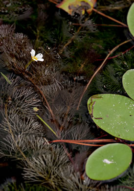 image of Cabomba caroliniana, Fanwort, Carolina Fanwort