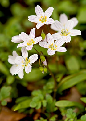 image of Claytonia caroliniana, Carolina Spring-beauty
