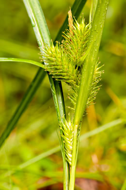 image of Carex lupuliformis, False Hop Sedge