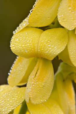 image of Crotalaria ochroleuca, Slenderleaf Rattlebox