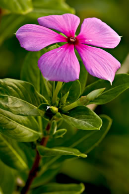 image of Catharanthus roseus, Madagascar Periwinkle, Rosy-periwinkle, Cayenne Jasmine