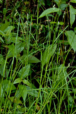 image of Carex longii, Long's Sedge