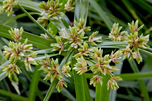 image of Cyperus virens, Green Flatsedge