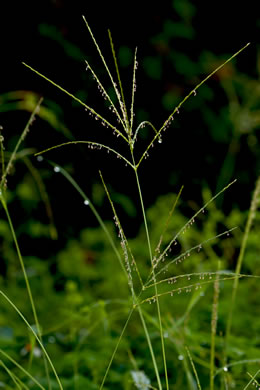image of Digitaria ciliaris, Southern Crabgrass