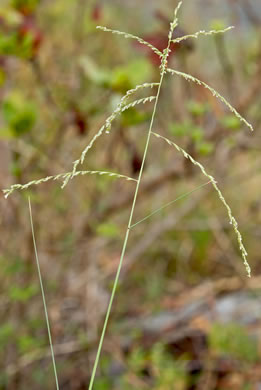 image of Disakisperma dubium, Green Sprangletop