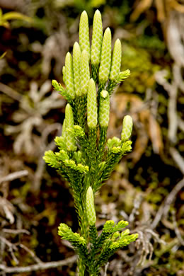 image of Dendrolycopodium hickeyi, Hickey's Tree-clubmoss, Pennsylvania Ground-pine