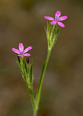 image of Dianthus armeria, Deptford Pink
