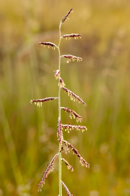 image of Eriochloa michauxii var. michauxii, Longleaf Cupgrass
