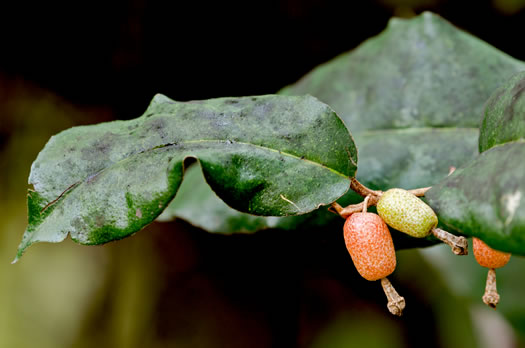 Elaeagnus pungens, Thorny Olive, Autumn Siverberry, Silverthorn, Thorny Elaeagnus