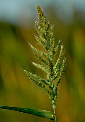 image of Echinochloa walteri, Swamp Barnyard Grass, Coast Cockspur-grass