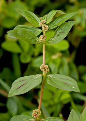 image of Euphorbia hirta, Pillpod Sandmat, Hairy Spurge