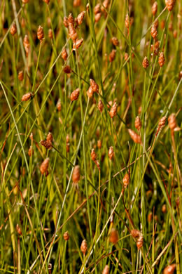 image of Fimbristylis schoenoides, ditch fimbry