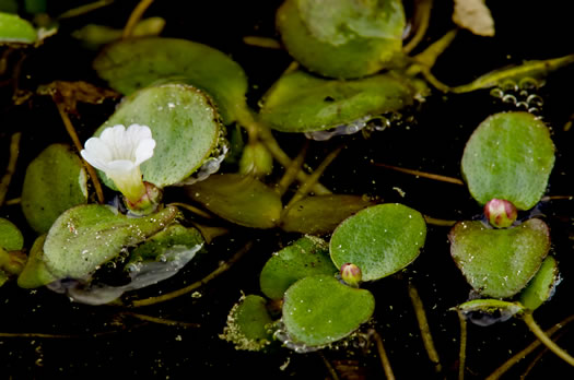 image of Gratiola amphiantha, Pool-sprite, Snorkelwort, Little Amphianthus