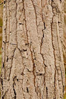 image of Gordonia lasianthus, Loblolly Bay, Gordonia