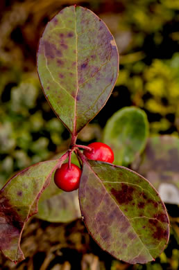 image of Gaultheria procumbens, Wintergreen, Teaberry