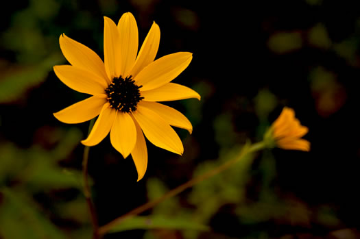image of Helianthus agrestis, Southeastern Sunflower