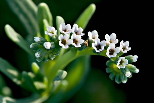 image of Heliotropium curassavicum var. curassavicum, Seaside Heliotrope, Quailplant, Cola De Mico