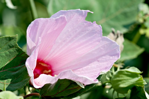 image of Hibiscus grandiflorus, Large-flowered Hibiscus, Swamp Rose Mallow, Swamp Hibiscus
