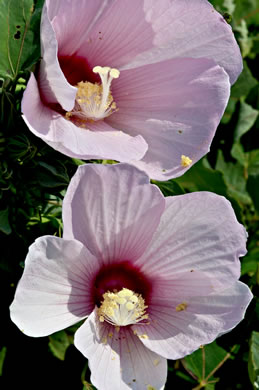 image of Hibiscus grandiflorus, Large-flowered Hibiscus, Swamp Rose Mallow