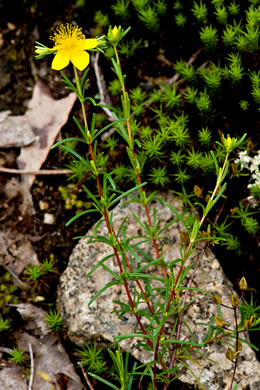 Lloyd's St. Johnswort