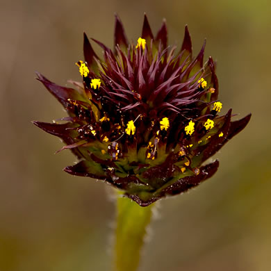 image of Helianthus radula, Roundleaf Sunflower, Rayless Sunflower