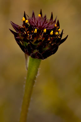 image of Helianthus radula, Roundleaf Sunflower, Rayless Sunflower