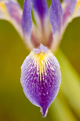 image of Iris savannarum, Prairie Iris
