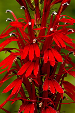 image of Lobelia cardinalis var. cardinalis, Cardinal Flower