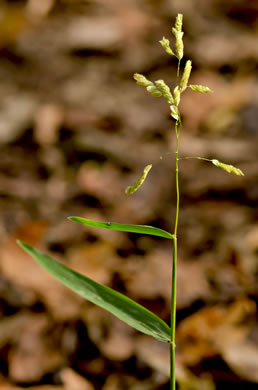 image of Leersia lenticularis, Catchfly Cutgrass