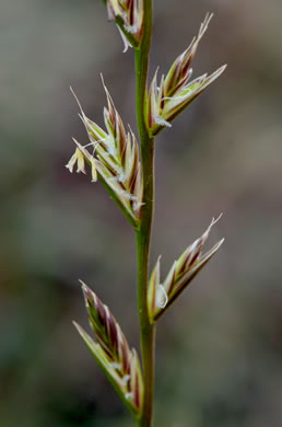image of Lolium multiflorum, Italian Ryegrass, Annual Ryegrass