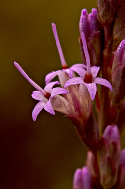 image of Liatris tenuifolia, Shortleaf Blazing-star, Shortleaf Gayfeather, Slender Blazing-star