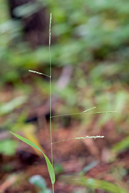 image of Leersia virginica, White Cutgrass, Whitegrass