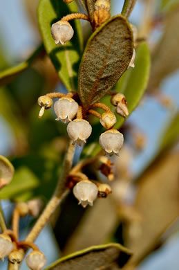 image of Lyonia fruticosa, Staggerbush, Poor-grub