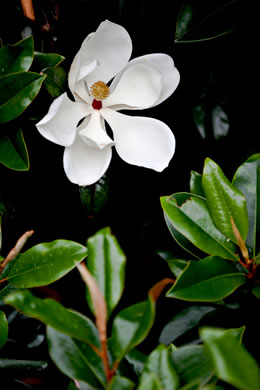 image of Magnolia grandiflora, Southern Magnolia, Bull Bay