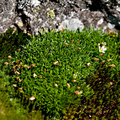 image of Mononeuria groenlandica, Greenland Sandwort, Mountain Sandwort