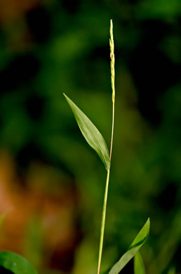 image of Microstegium vimineum, Japanese Stiltgrass, Japanese-grass, Nepalese Browntop, Nepal Grass