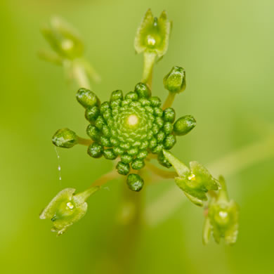 image of Malaxis unifolia, Green Adder's-mouth Orchid