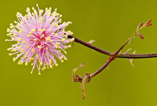 image of Mimosa floridana, Florida Sensitive-briar, Powderpuff Mimosa