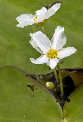 image of Nymphoides cristata, Crested Floating Heart, Water Snowflake