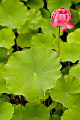 Nelumbo nucifera, Sacred-lotus, Oriental Lotus-lily, Pink Lotus